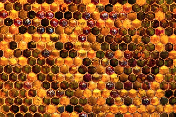 Текстура тла і візерунок ділянки воскового стільника з бджолиного вулика, наповненого золотим медом i — стокове фото