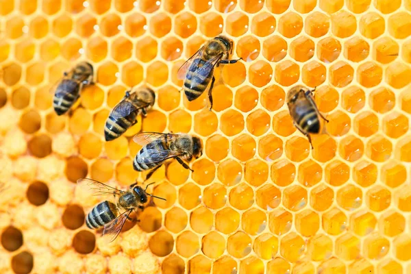 Macro foto de una colmena de abejas en un panal con copyspace. Las abejas producen miel fresca y saludable. Concepto apícola Fotos de stock