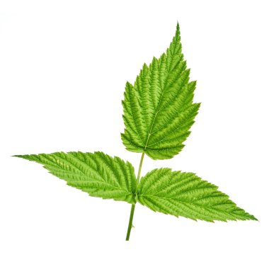 Ahududu yaprağı beyaz arka planda izole edilmiş. Böğürtlenleri etiketlemek için boş olarak kullanılabilir