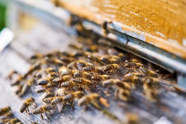 Tatlı balla bal peteğinde çalışan arıları yakından izle. Bal sağlıklı ürünler yetiştiriyor. Arı balı, sarı bal peteğinde toplandı..