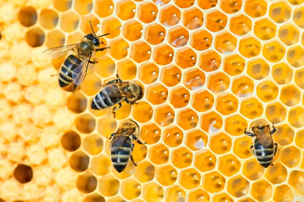 Macro foto van een bijenkorf op een honingraat met copyspace. Bijen produceren verse, gezonde, honing. — Stockfoto