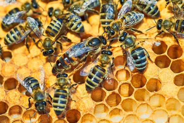 Macro foto de una colmena de abejas en un panal con copyspace. Las abejas producen miel fresca y saludable. abeja reina. Concepto apícola —  Fotos de Stock