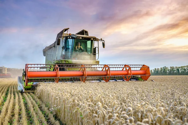 Combiner les récoltes récolteuses de blé mûr. Oreilles mûres de champ d'or sur le coucher du soleil nuageux fond de ciel orange. . Concept d'une récolte riche. Agriculture image — Photo