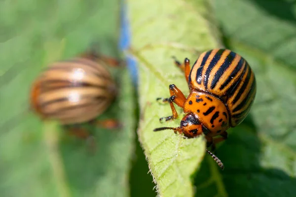 Bugs de batata em folhagem de batata na natureza, fundo natural, imagem macro — Fotografia de Stock