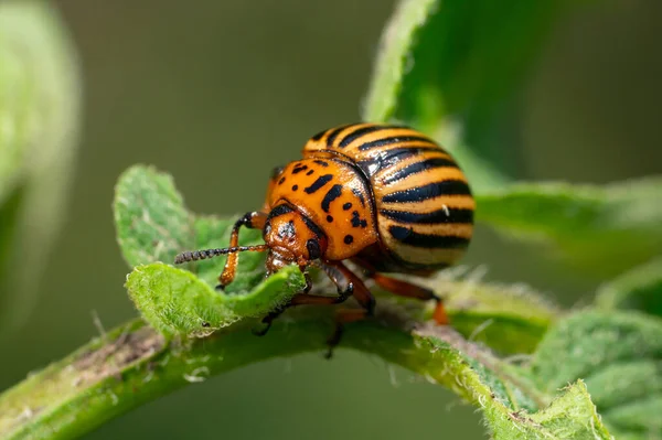 Kartoffelkäfer auf Kartoffelblättern in der Natur, natürlicher Hintergrund, Makrobild — Stockfoto