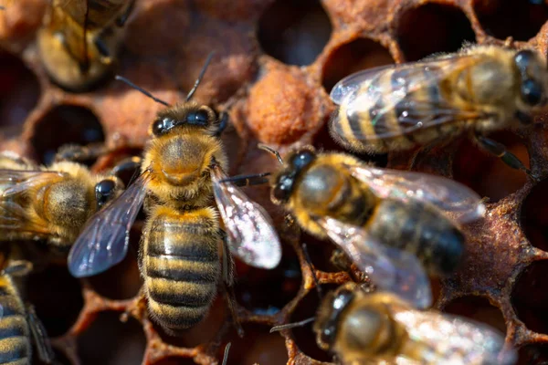 Nahaufnahme von Arbeitsbienen auf Waben. Image der Imkerei und Honigproduktion — Stockfoto