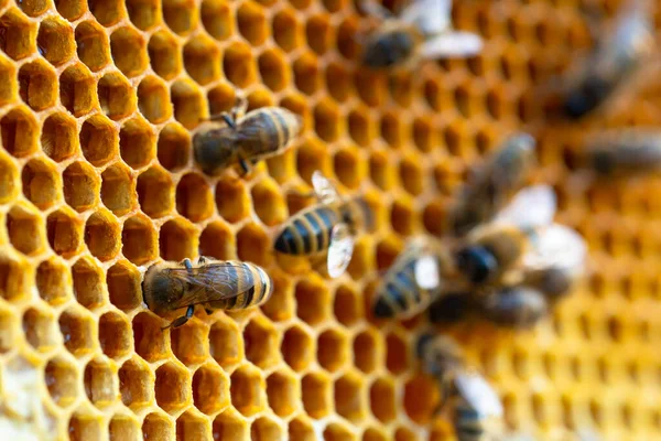 Крупный план рабочих пчел на сотах. Образ пчеловодства и производства меда — стоковое фото