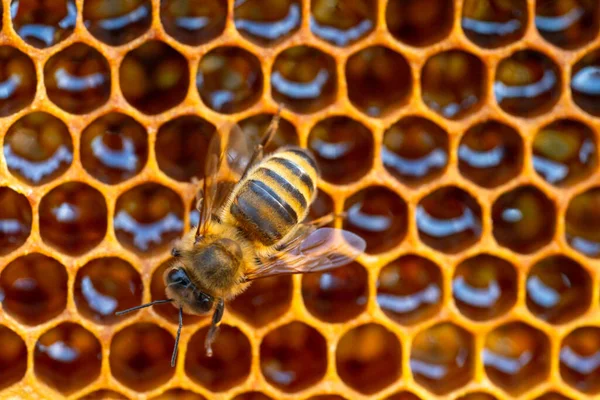 Méhecskéken dolgozó méhek közelsége. Méhészeti és méztermelési arculat — Stock Fotó