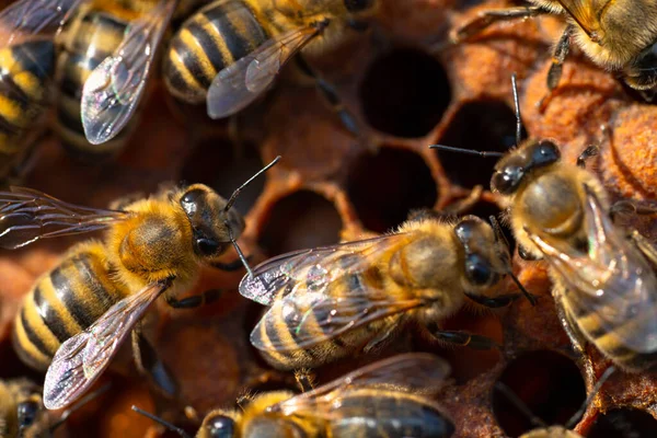 Nahaufnahme von Arbeitsbienen auf Waben. Image der Imkerei und Honigproduktion — Stockfoto