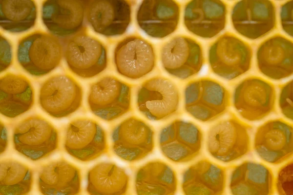 Pozadí včelích plástů s larvami v úlu — Stock fotografie