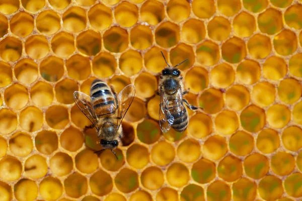 Primer plano de las abejas que trabajan en panales. Imagen apicultura y producción de miel —  Fotos de Stock