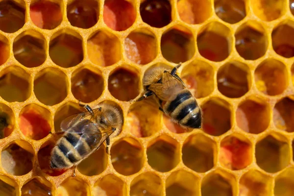 Nahaufnahme von Arbeitsbienen auf Waben. Image der Imkerei und Honigproduktion — Stockfoto