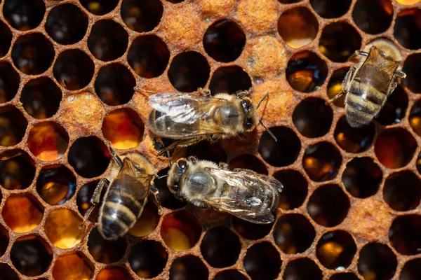 Крупный план рабочих пчел на сотах. Образ пчеловодства и производства меда — стоковое фото