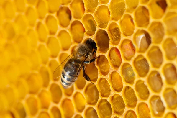 Close-up of working bees on honeycombs. Beekeeping and honey production image Stock Picture