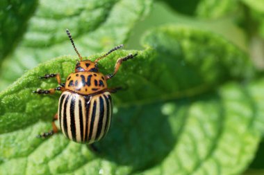 Colorado patates böceği patates yaprağı yer. Tarım böcekleri haşereler.