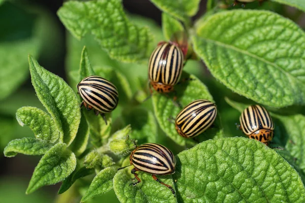 Kartoffelkäfer aus Colorado frisst Kartoffelblätter. Schädlinge landwirtschaftlicher Insekten. — Stockfoto