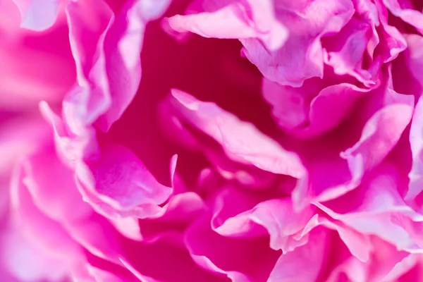 Růžový záběr. Jemná pleťová textura květů. Fotografie s měkkým ostřením — Stock fotografie