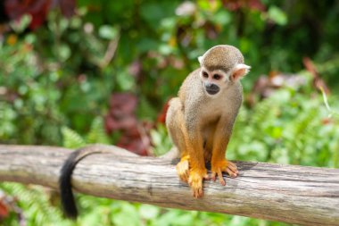 A common squirrel monkey playing in the trees clipart