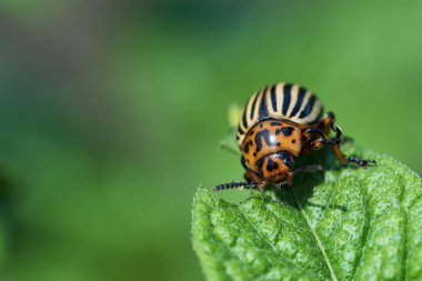 Colorado patates böceği patates yaprağı yer. Tarım böcekleri haşereler.