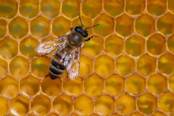 Close-up of working bees on honeycombs. Beekeeping and honey production image Royalty Free Stock Images