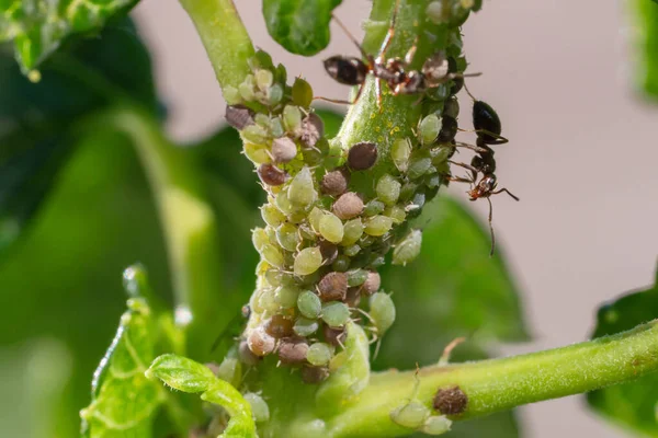 Insetti parassiti, afide, sui germogli e frutti delle piante, acaro ragno sui fiori. Pepe attaccato da insetti maligni — Foto Stock