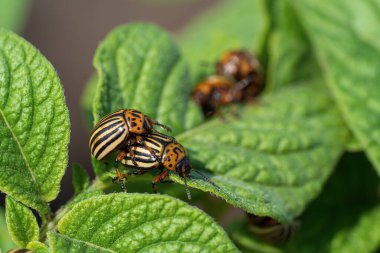 Colorado patates böceği patates yaprağı yer. Tarım böcekleri haşereler.