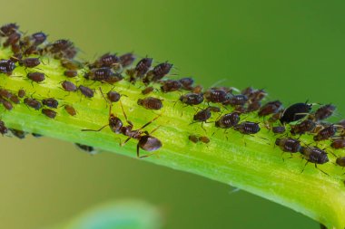 Bahçedeki yaprak bitleri ve karınca kolonisi
