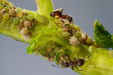 Bahçedeki yaprak bitleri ve karınca kolonisi
