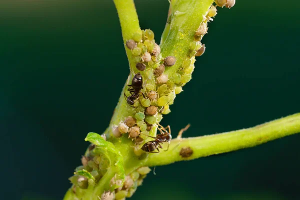 Colonia di afidi e formiche su piante da giardino — Foto Stock