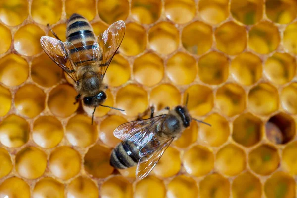 Primer plano de las abejas que trabajan en panales. Imagen apicultura y producción de miel —  Fotos de Stock