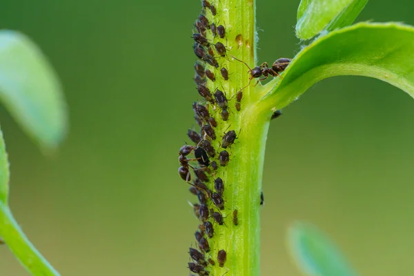 Colônia de pulgões e formigas em plantas de jardim — Fotografia de Stock