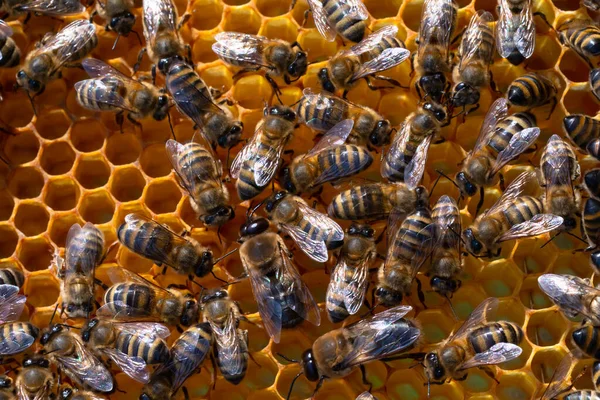 Honey bee collecting pollen from flowers. — Stock Photo, Image