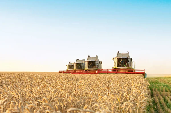 Récolte de travail vert rouge combiner dans le domaine du blé — Photo