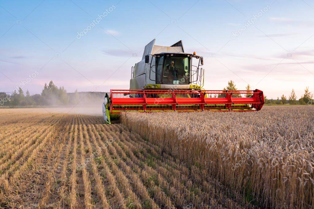 Combine harvester harvests ripe wheat. Ripe ears of gold field on the sunset cloudy orange sky background. . Agricultural image