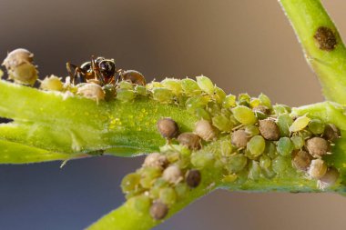 Bahçedeki yaprak bitleri ve karınca kolonisi