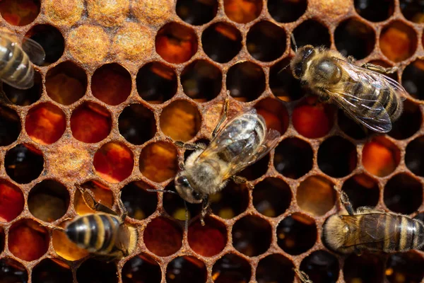 Primer plano de las abejas que trabajan en panales. Imagen apicultura y producción de miel —  Fotos de Stock