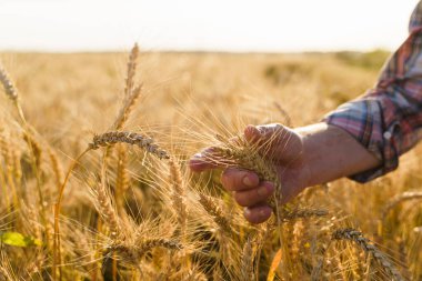 El buğday kulaklarına dokunur. Buğday tarlasında çiftçi. Zengin hasat kavramı