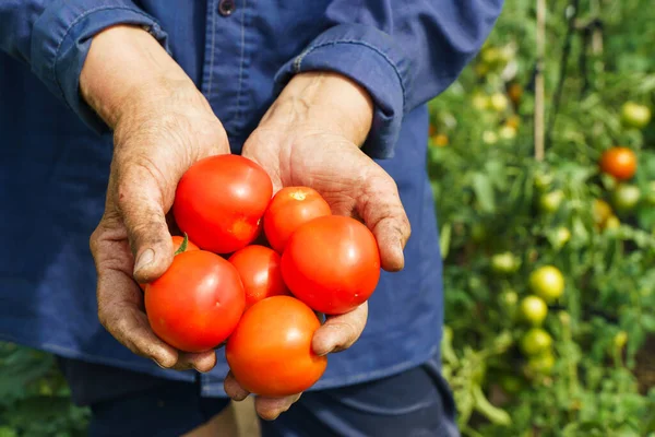 The farmers hands are holding tomatoes. A farmer works in a greenhouse. Rich harvest concept