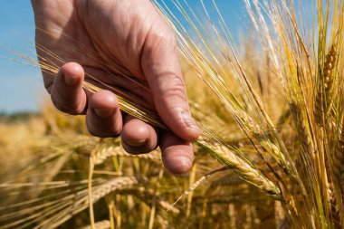 Çiftçi elinde arpa taneleri tutuyor.