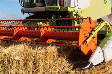 Buğday hasadını birleştirerek olgunlaşmış buğday toplar. Tarım imajı