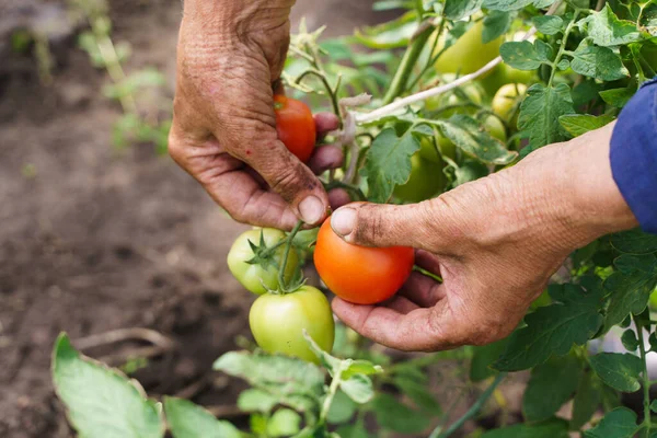 Die Hände der Bauern halten Tomaten. Ein Bauer arbeitet in einem Gewächshaus. Reichhaltiges Erntekonzept — Stockfoto