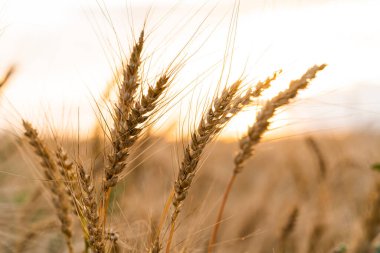 Tarım alanı. Gün batımının arka planında olgunlaşmış buğday kulakları. Zengin hasat kavramı.
