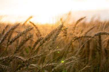 Tarım alanı. Gün batımının arka planında olgunlaşmış buğday kulakları. Zengin hasat kavramı.