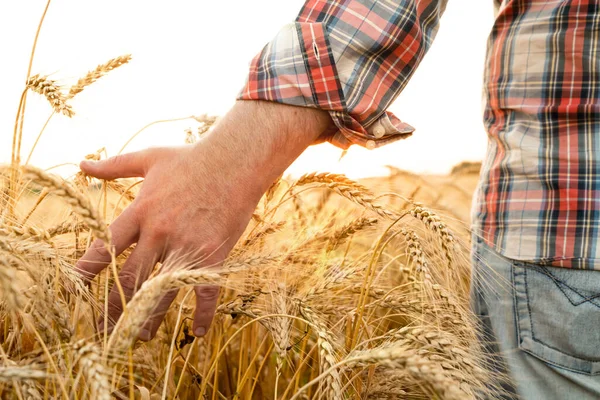 El arpa kulaklarına dokunur. Buğday tarlasında çiftçi. Zengin hasat kavramı