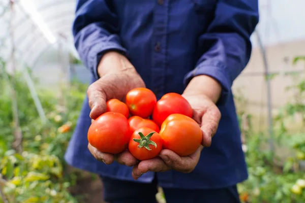 Die Hände der Bauern halten Tomaten. Ein Bauer arbeitet in einem Gewächshaus. Reichhaltiges Erntekonzept — Stockfoto