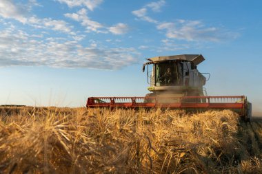 Buğday hasadını birleştirerek olgunlaşmış buğday toplar. Tarım imajı