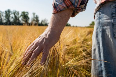 El arpa kulaklarına dokunur. Buğday tarlasında çiftçi. Zengin hasat kavramı
