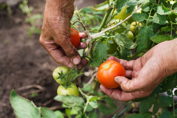 Die Hände der Bauern halten Tomaten. Ein Bauer arbeitet in einem Gewächshaus. Reichhaltiges Erntekonzept — Stockfoto