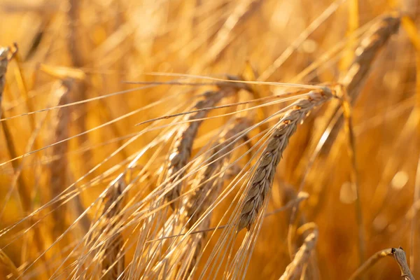 Tarım alanı. Olgun arpa kulakları. Zengin hasat kavramı.
