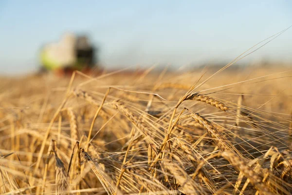 Colheitadeira colheitadeira colheitas de trigo maduro. Imagem da agricultura — Fotografia de Stock
